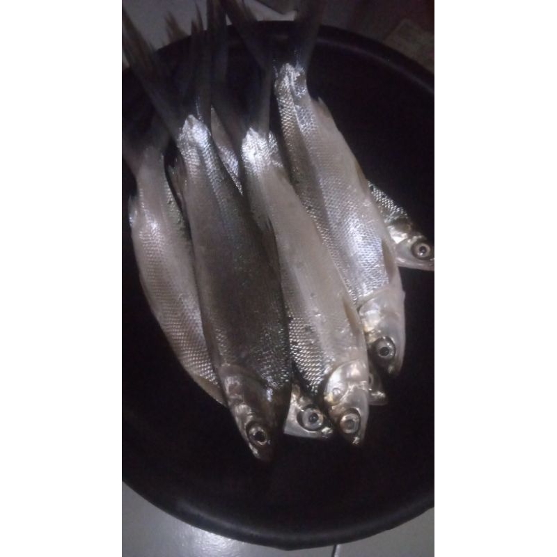 

ikan bandeng fresh