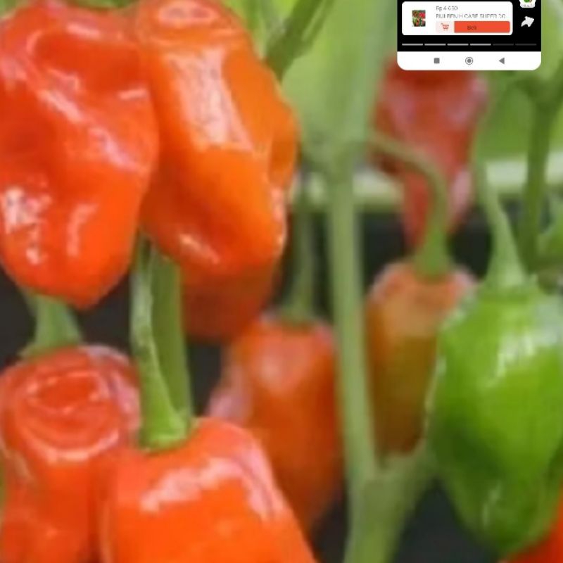 

biji beni cabe super dorset naga peper isi 5 butir