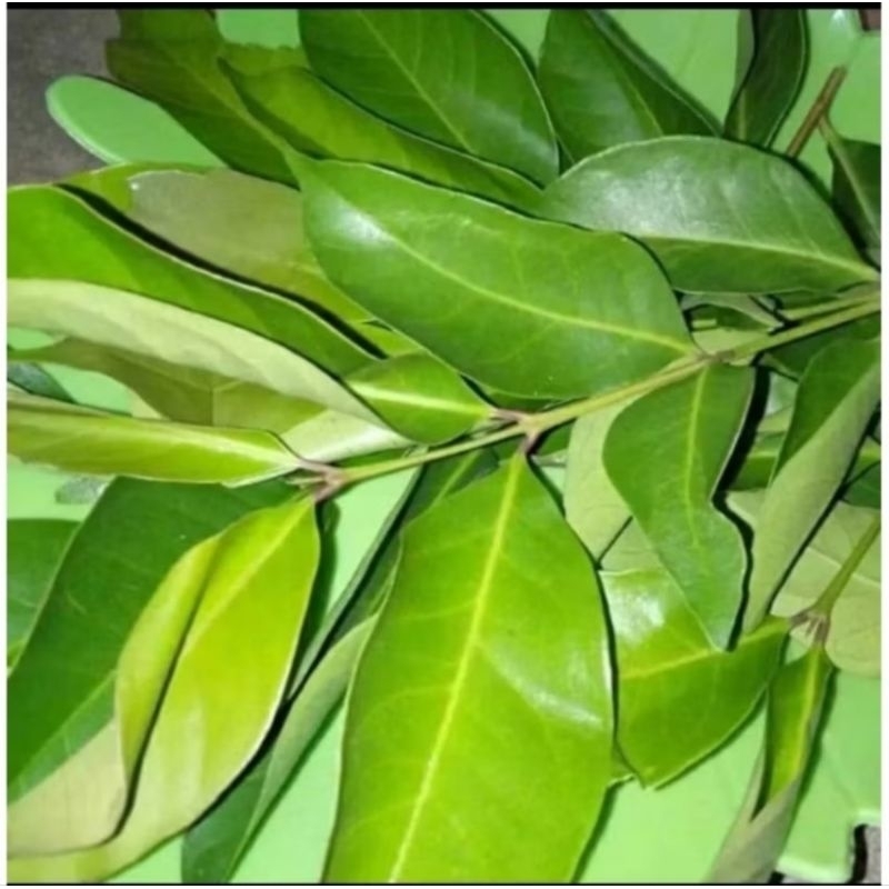 

Daun Salam Segar 1 ikat
