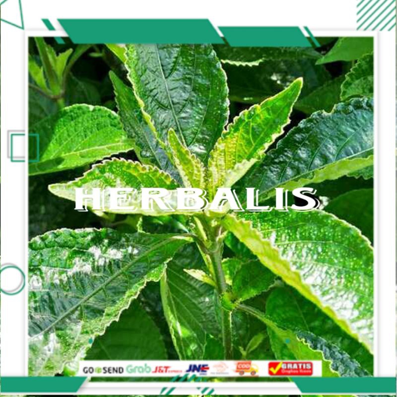 

Daun pecah beling segar fres 500gr murah siap di gunakan