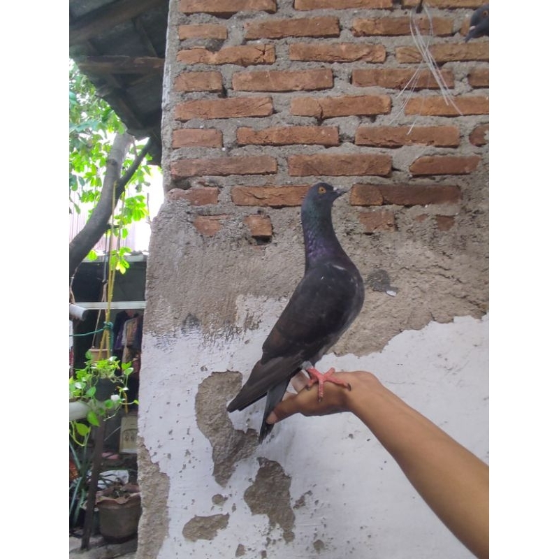 burung merpati bahan kolongan