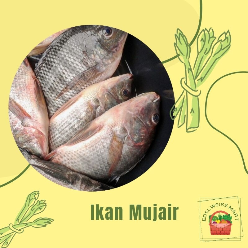 

IKAN MUJAIR SEGAR/IKAN MUJAER SEGAR +-500g (FRESH) - INSTANT SEMARANG