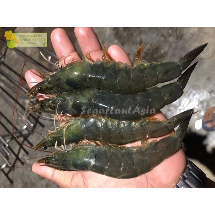 

Udang Vaname Segar Udang Vaname Isi 30-35 Ekor Vanamei 1Kg