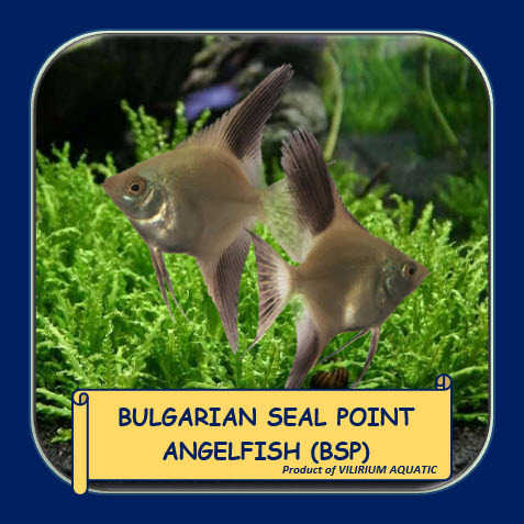 IKAN HIAS AIR TAWAR - ANGELFISH BULGARIAN SEAL POINT (BSP) / MANFISH BULGARIAN SEAL POINT (BSP)