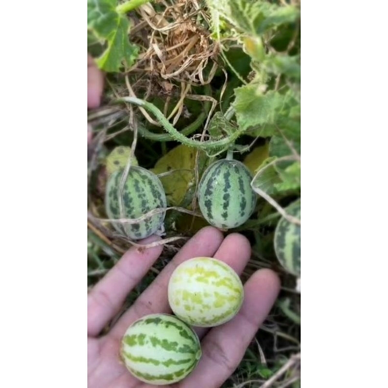 

2 Biji/Benih Semangka Baby / Semangka Mini