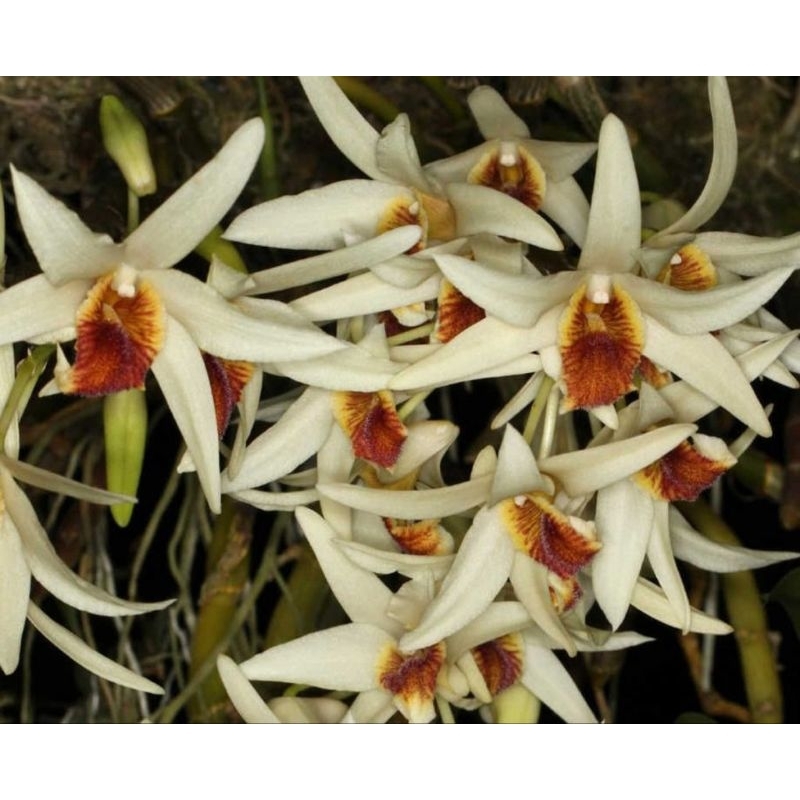 Dendrobium Heterocarpum / Anggrek Heterocarpum Dewasa