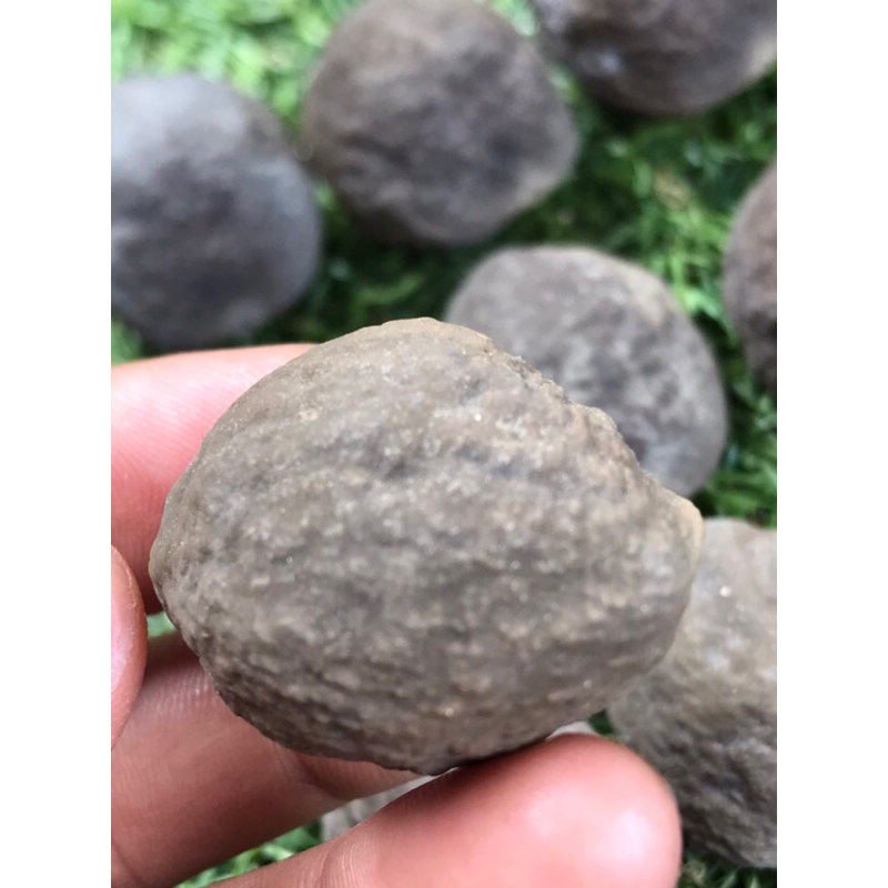 muncang adu yanti si indh