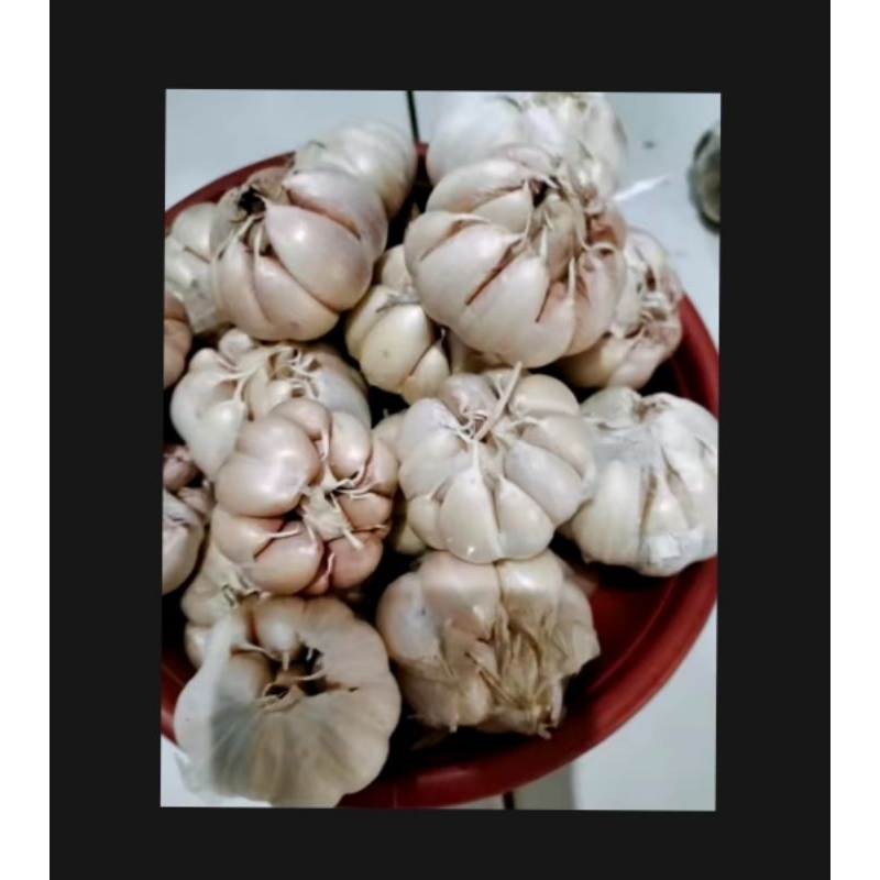 

bawang putih berkualitas SUPERMURAH