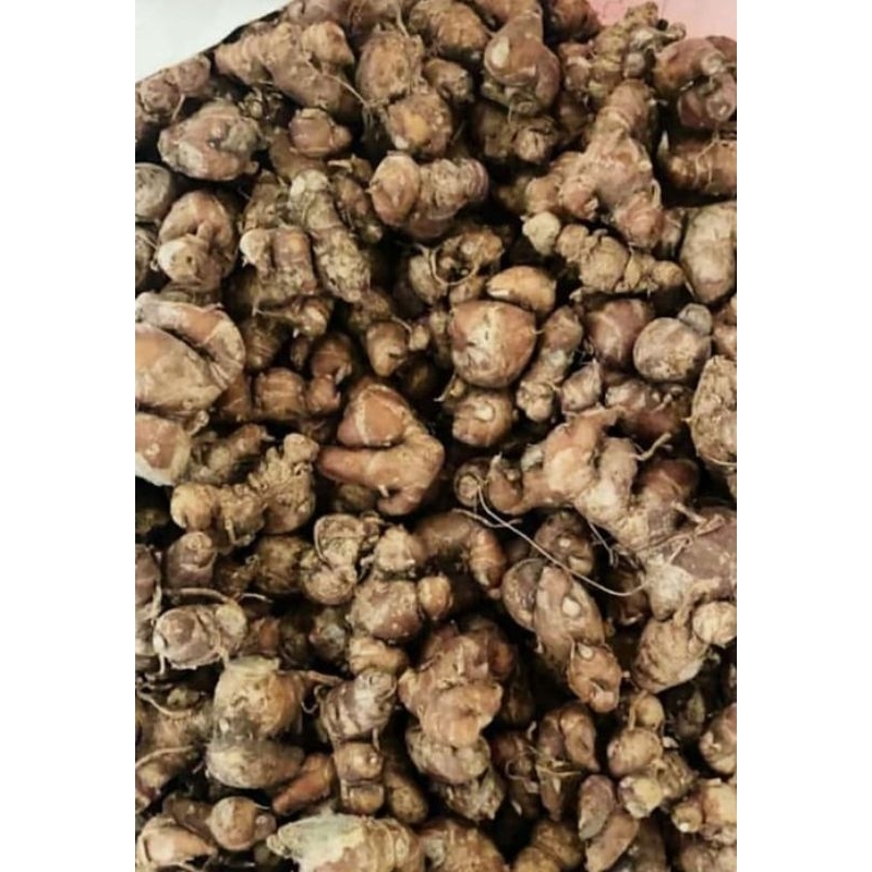 

KENCUR FRESH 1KG