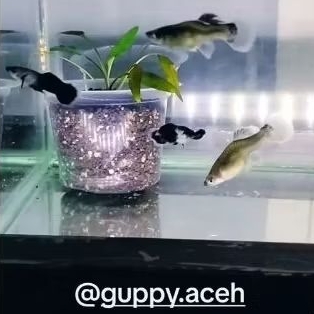 Aksesoris Aquarium Mini Panda Long Dorsal Remaja