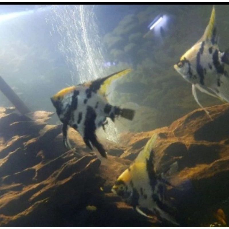 hiasan akuarium manfish tricolor