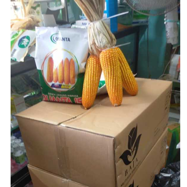 Benih Jagung Hibrida QUANTA 157 - Daya Adaptif Tinggi dan Produktif by Arjuna Seeds