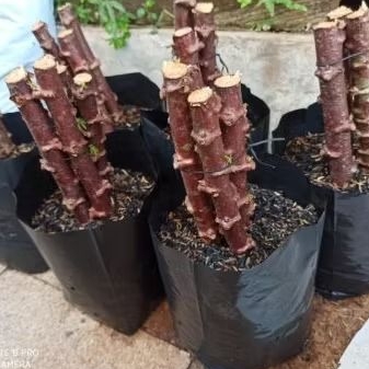 Bibit Stek Pohon Singkong Mentega Kuning Siap Tanam