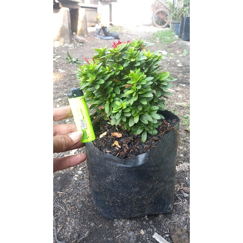 asoka mikro Lumayan Rp75k