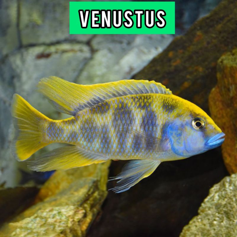 venustus cichlid