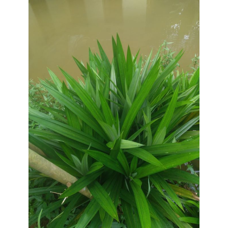 

daun pandan wangi 8 lmbr freshh segar pewangi kue