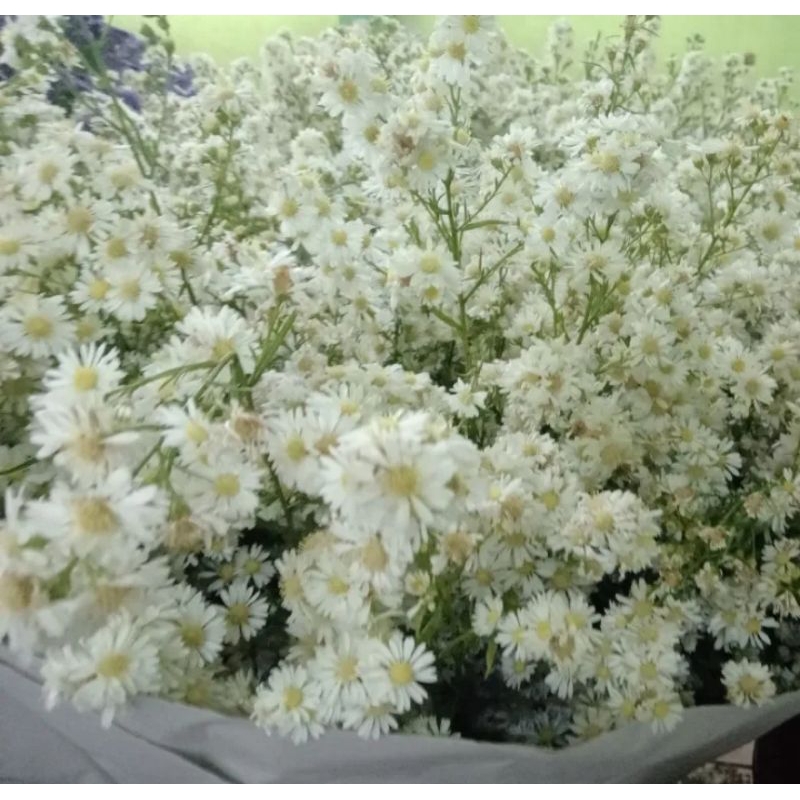 BUNGA HIDUP PEAKOCK PIKOK BUNGA SEGAR PIKOK PUTIH