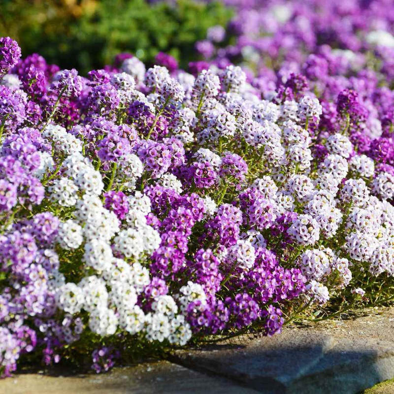 isi -+  10 Butir  Benih Bunga Sweet Alyssum Mix | Alison Flower