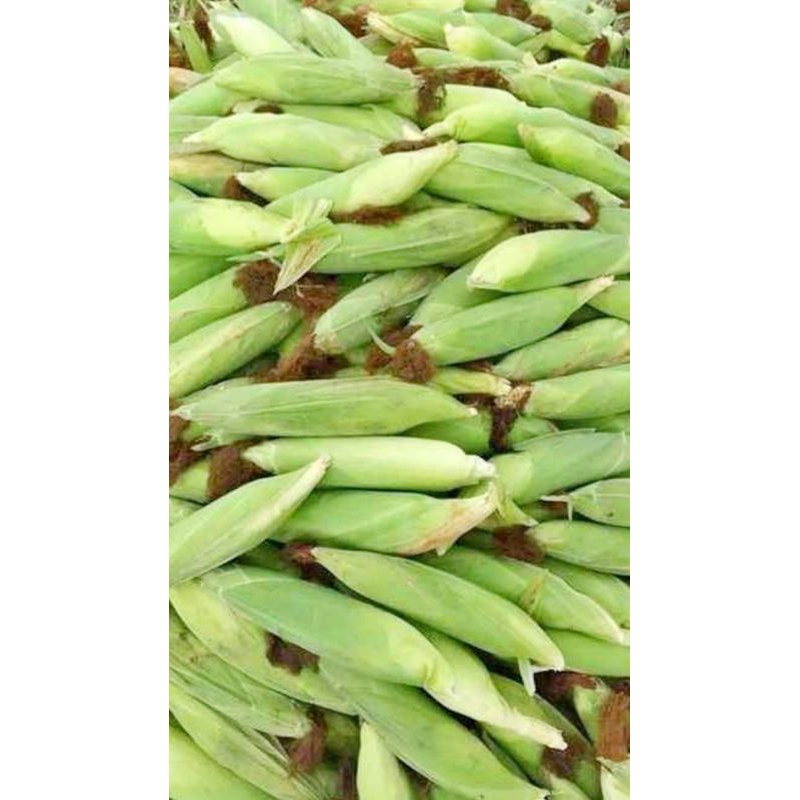 

Jagung manis mentah/fres