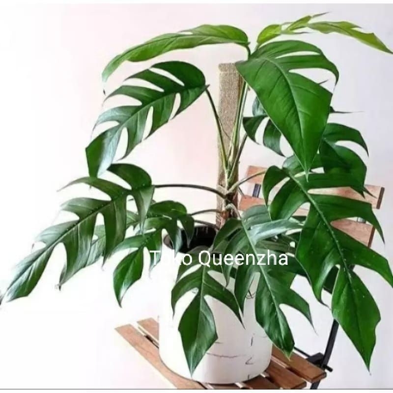 Monstera ekor naga tanaman