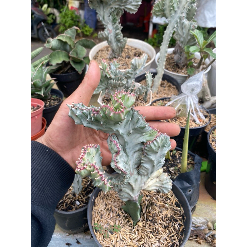 kaktus euphorbia lactea white cristata