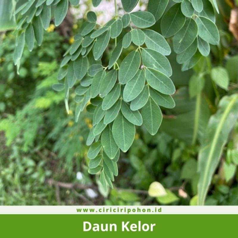

DAUN KELOR FRESH 500G