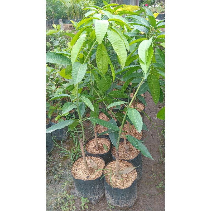 

mangga qweni