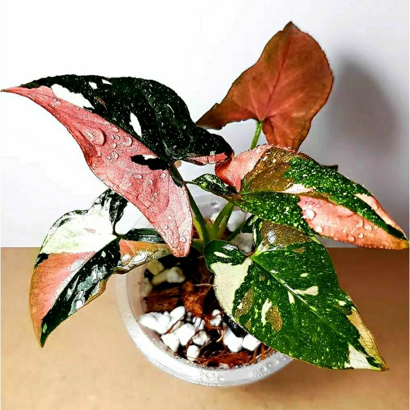 Tanaman Hias Syngonium Tri color Red Spot