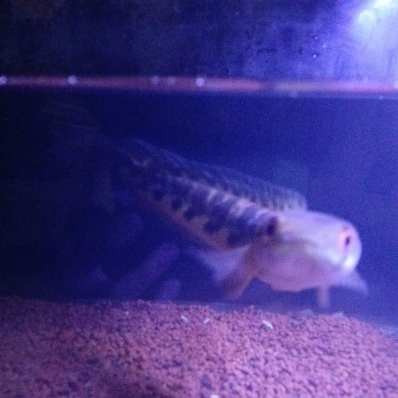 IKAN CHANA MARU BATIK