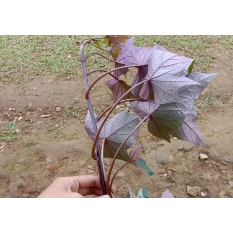 bibit stek ubi ungu ubi jalar ungu kulit ungu daun ungu akar ungu daging ungu perbibitan ubi ungu