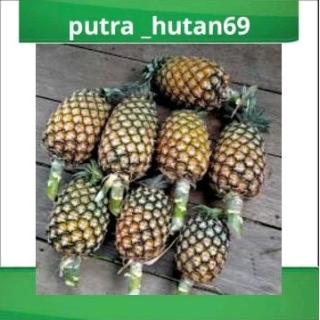 

NANAS MADU ASLI PER PCS