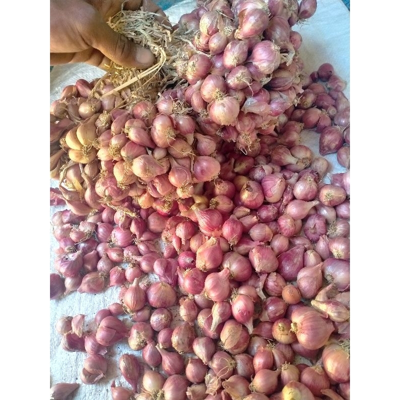 

bawang merah lokal nganjuk