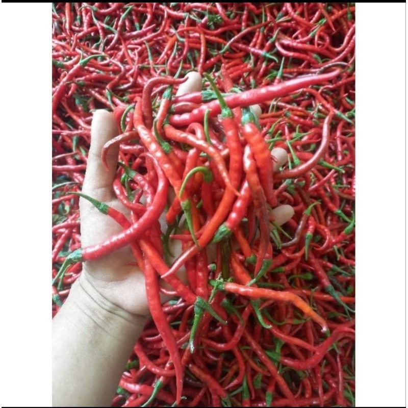 

Cabe Merah Keriting 250gr, 500gr, 1Kg Kualitas Super