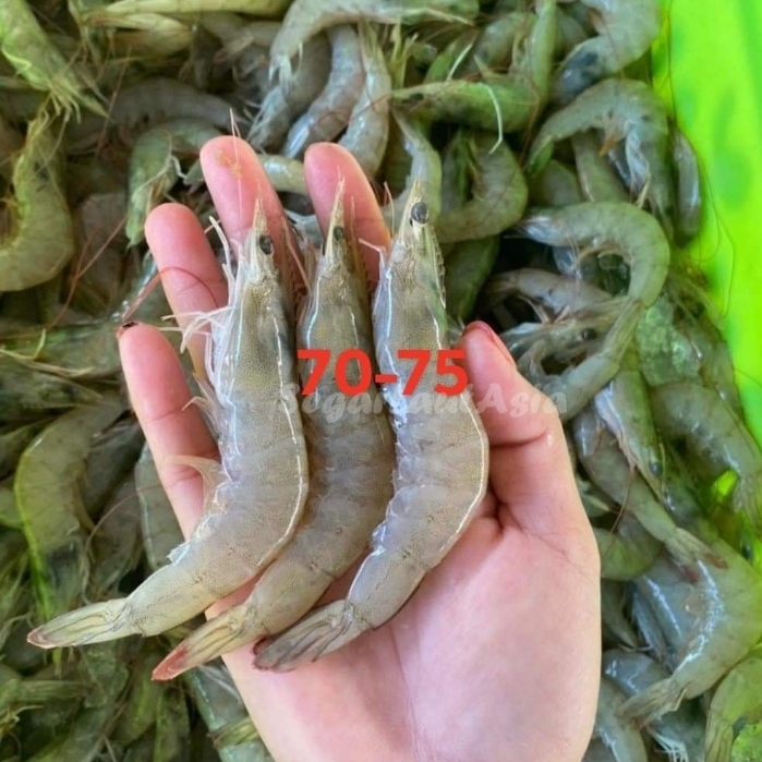 

Udang Vaname Segar Udang Vaname Utuh 70-80Ekor Seafood Udang Segar 1Kg