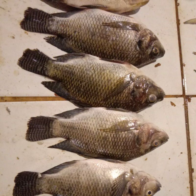 

ikan nila hitam segar