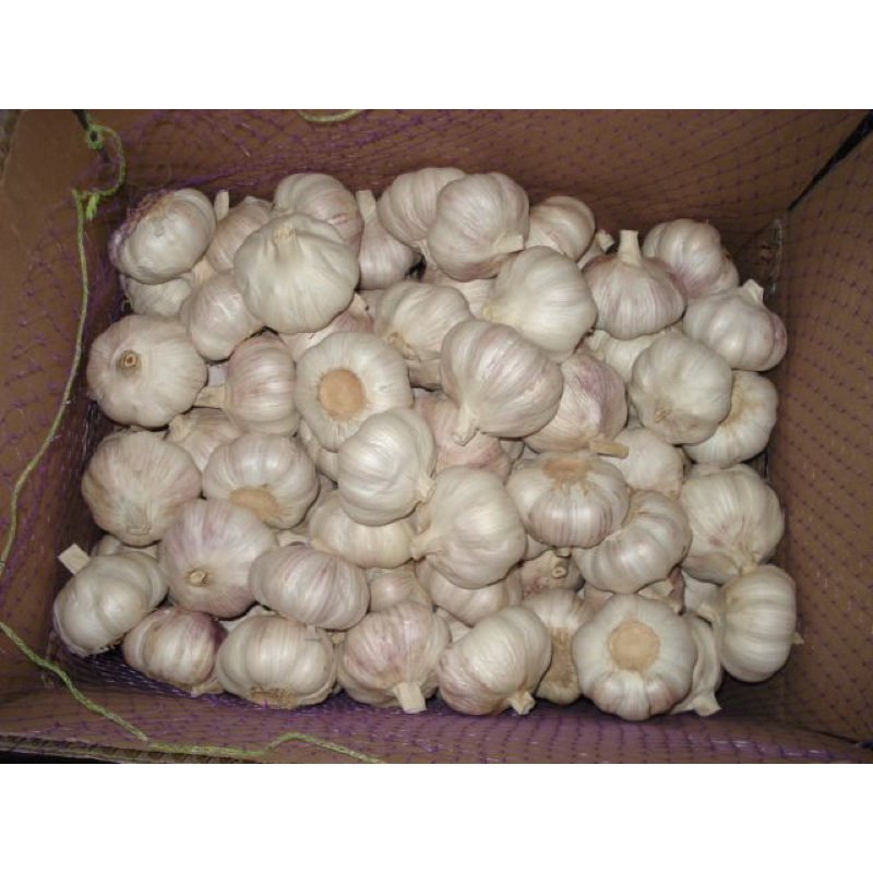 

Bawang putih super