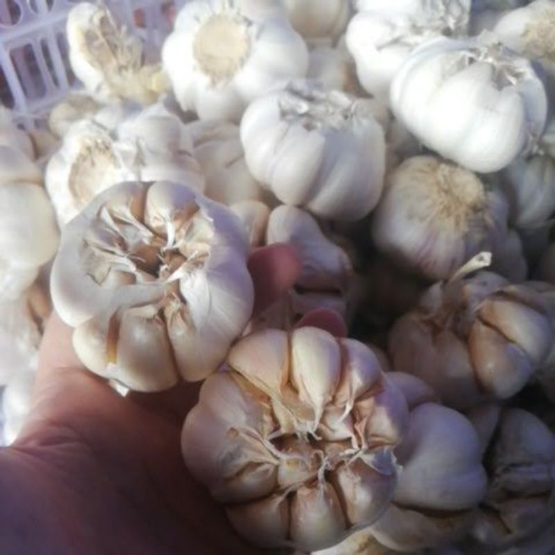 

bawang putih 1kg
