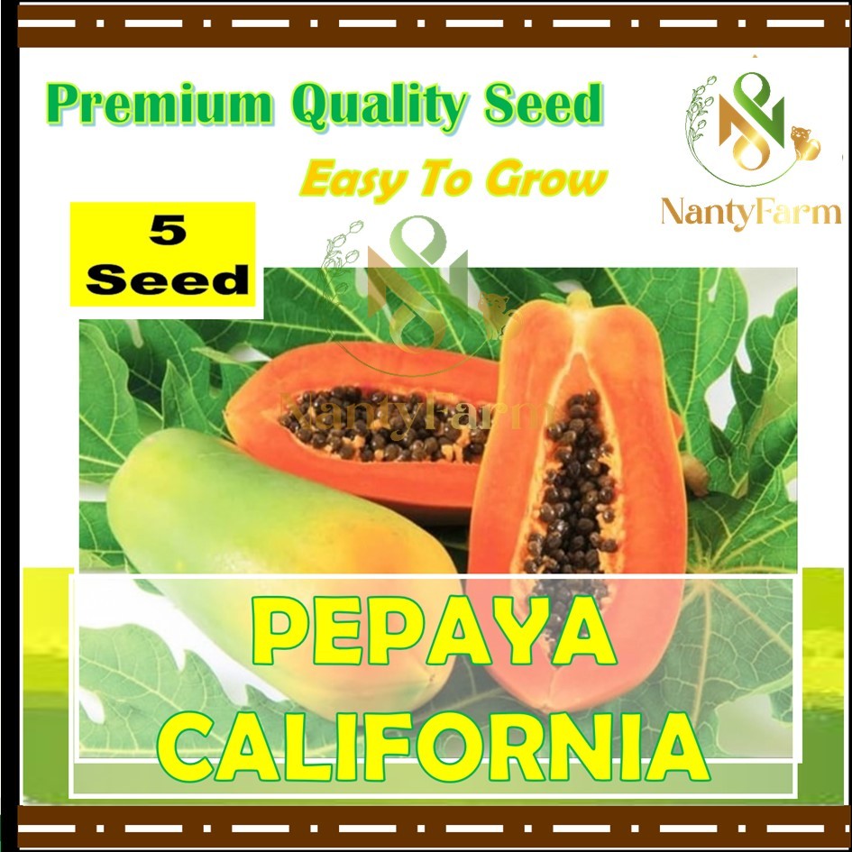 5 Biji Benih Pepaya California Buah Pepaya California Leoni Benih Buah Berkualitas