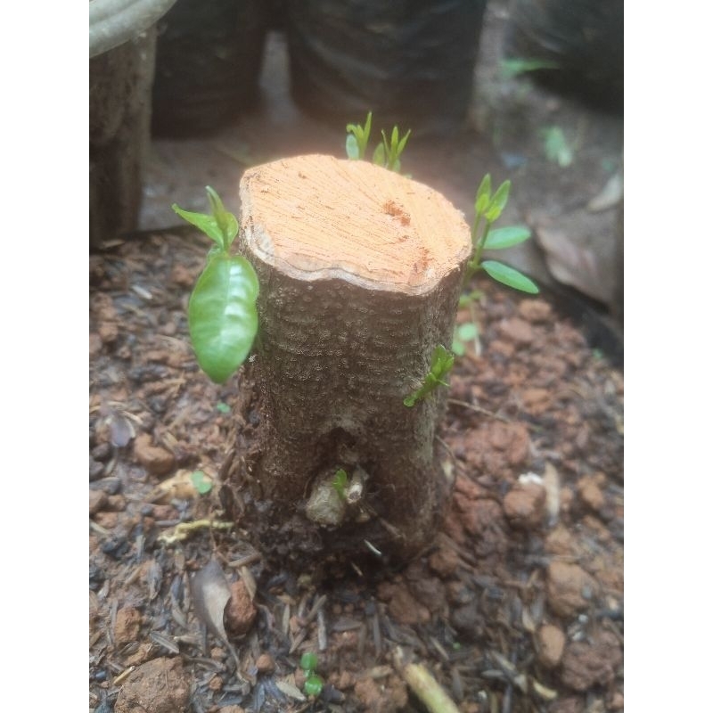 bonggol anting putri