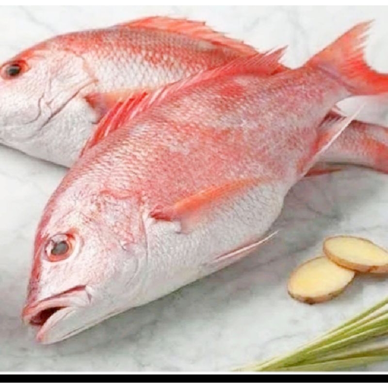 

Ikan Kakap Merah Segar 500 gr