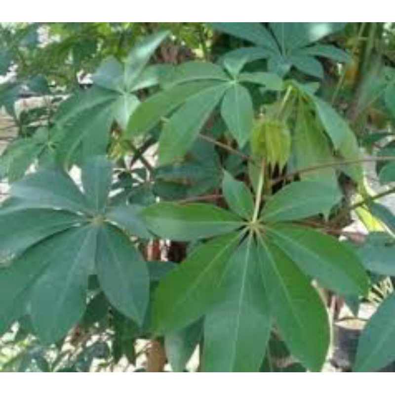 

daun randu segar 500 grm