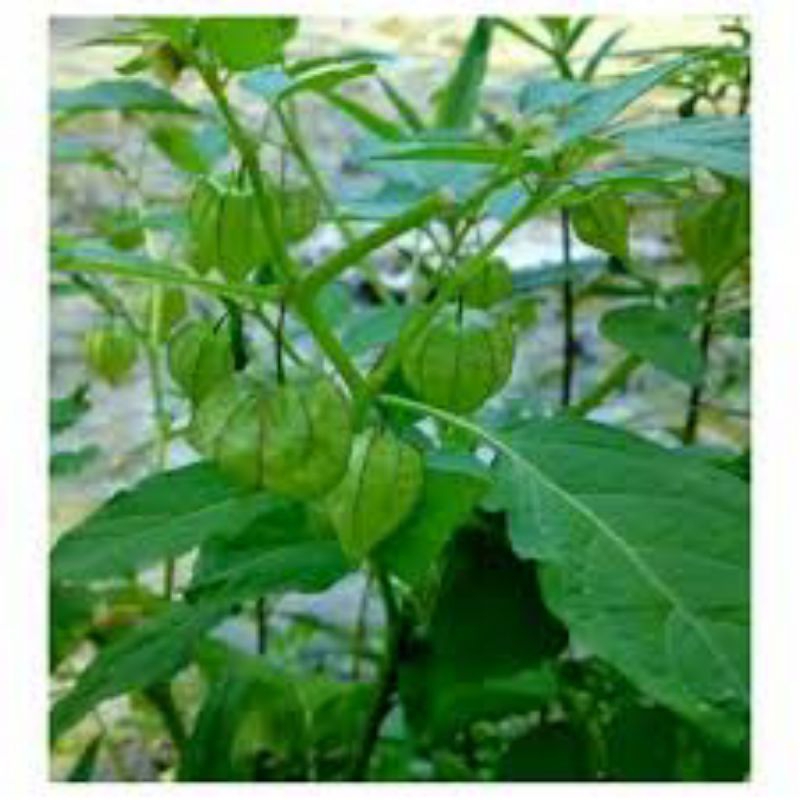 

daun ciplukan segar 500 grm