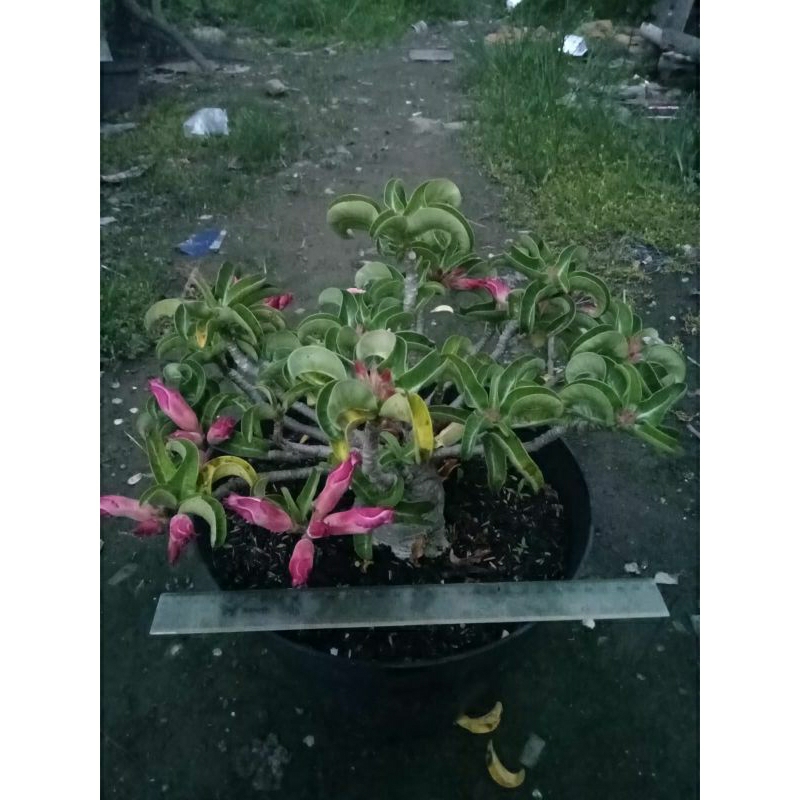 adenium DHA induk