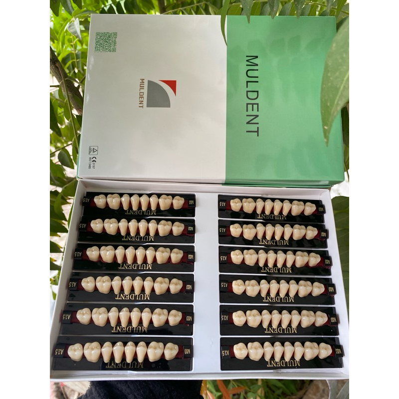 GIGI MULDENT GERAHAM 1BOX ISI 12 papan