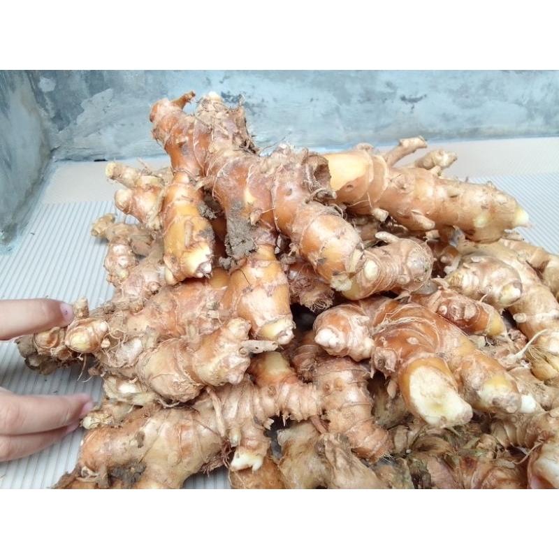 

Lempuyangan Segar Langsung Petik Penambah Nafsu Makan Alami