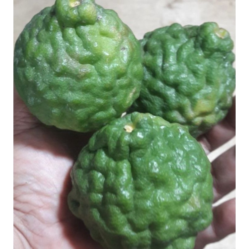 

Jeruk purut segar 1kg/untuk bumbu dapur/ herbal dll