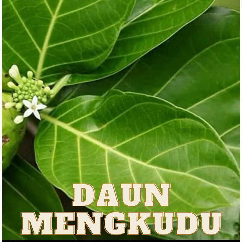 

Daun mengkudu fresh 100% organik / daun pace herbal