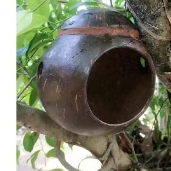 GLODOK LOVE BIRD GLODOK RUMAH BURUNG