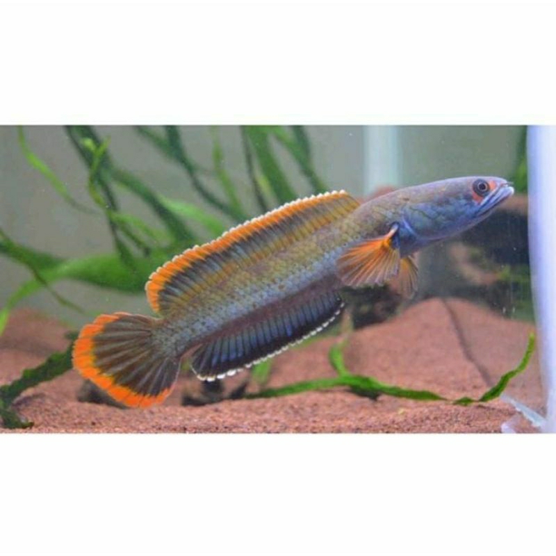 limbata jumbo rim tebal