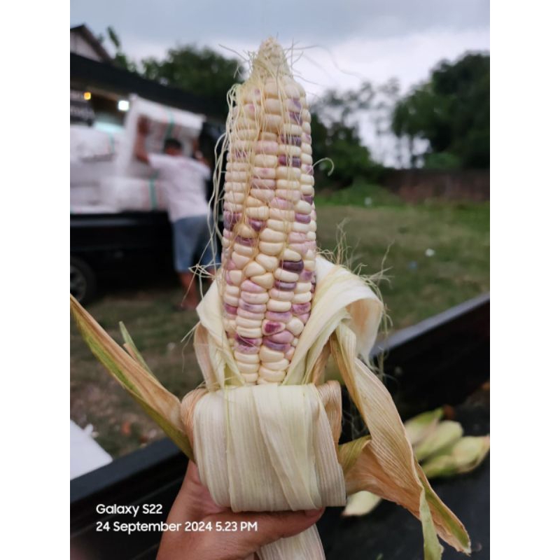 

JAGUNG BATIK KETAN 1 KG MURAH MERIAH
